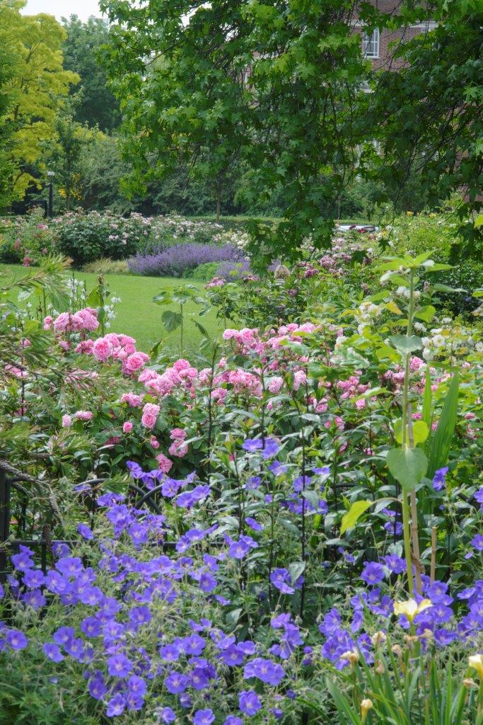 English Roses with Perennials_13A8868