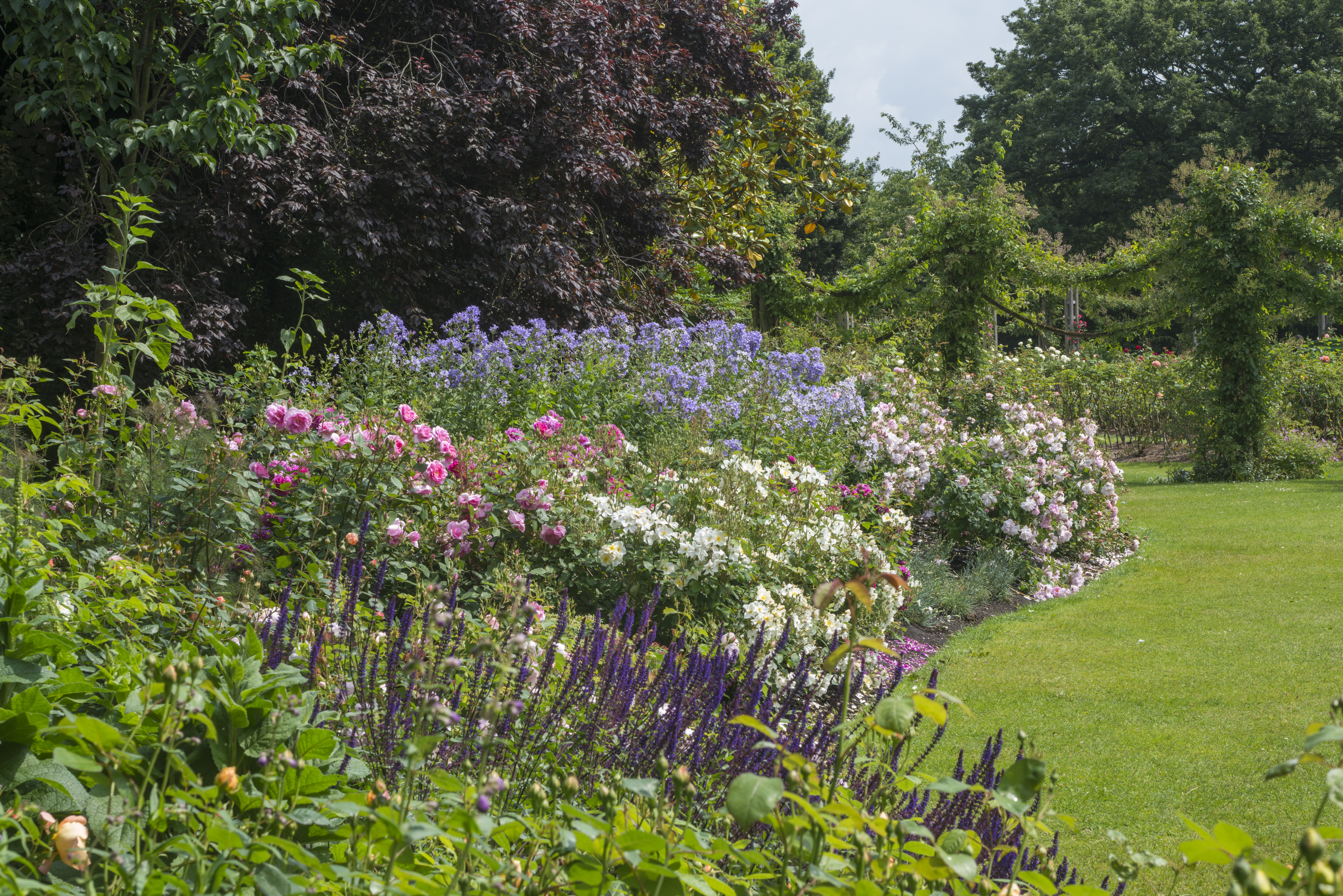 English Roses with Perennials_13A8885