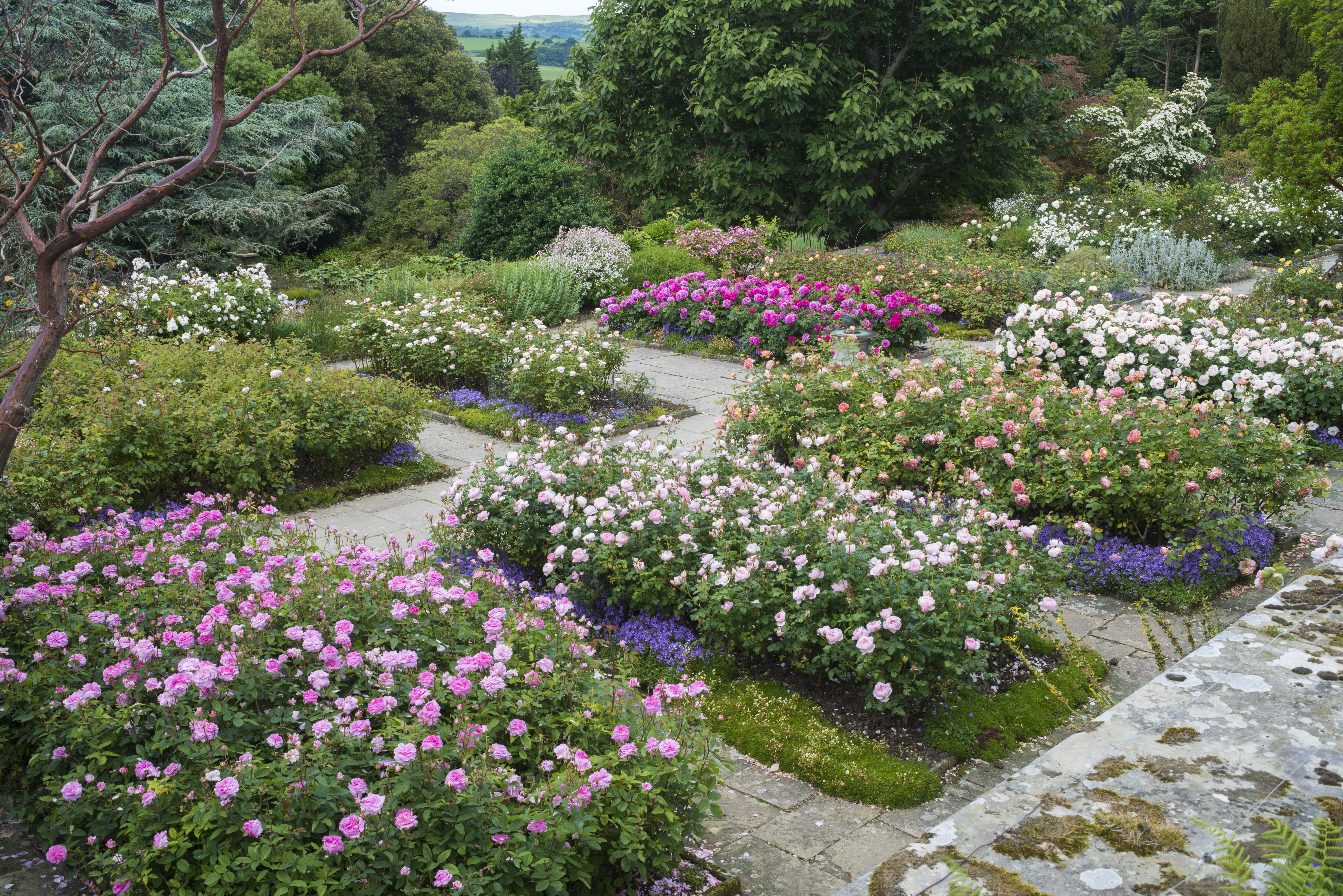 the-rose-terraces-at-bodnant-credit-david-austin-roses-howar-rice